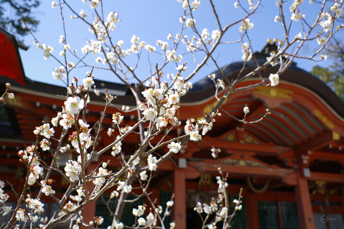 ペンタックス HD PENTAX-DA 35mmF2.8 Macro Limited ／ 京都 長岡